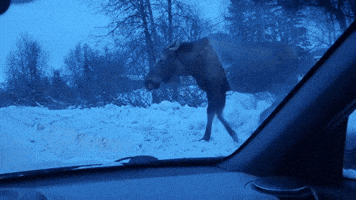Traffic Stops in Anchorage as Moose Lumbers Across Snowy Road