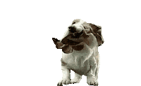 Slow Motion Dog Sticker by Justin