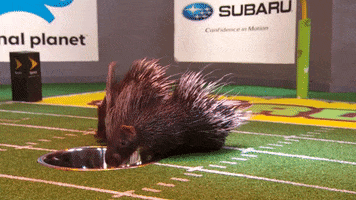 porcupine GIF by Puppy Bowl