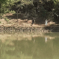 Lana Del Rey Buque GIF