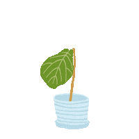 Fiddle Leaf Plant Sticker by Apartment Therapy