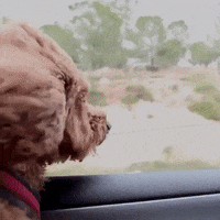 happy dog GIF by The Videobook