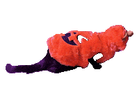 Black Cat Judging You Sticker by Rod Kim