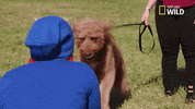pupparazzi puppy potty face GIF by Nat Geo Wild