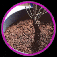 DrSoil plants natural drsoil apotheque GIF