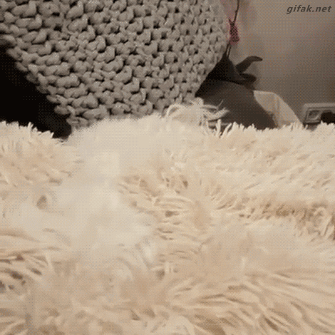 Video gif. An adorable white fluffy dog pops up quickly from a white fluffy blanket that it blended into.