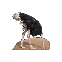 Sticker Bird Sticker