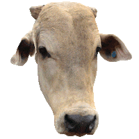 Agro Agropecuaria Sticker by Canal Rural