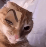 Eyebrows Brows GIF