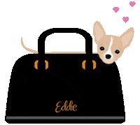 eddiethechihuahua dog puppy dogs puppies Sticker