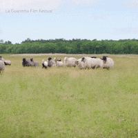 Yum Yum Running GIF by La Guarimba Film Festival