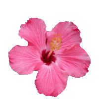 flower STICKER by imoji