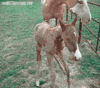 leg GIF