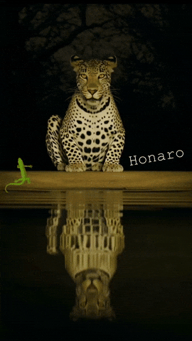 Honaro GIF