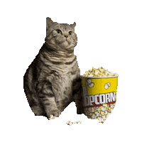 awesome cat STICKER by imoji