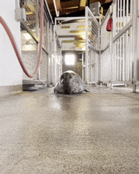 Harbor Seal Hello GIF by Valley Zoo Development Society