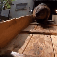 'Branch Manager of the Year': Oregon Zoo's Filbert the Beaver Celebrates 10th Birthday