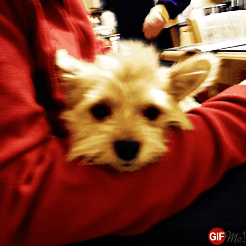 pooch snoot GIF