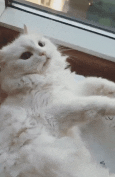 White Cat GIF