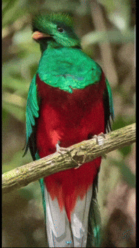 Guatemala Maya GIF