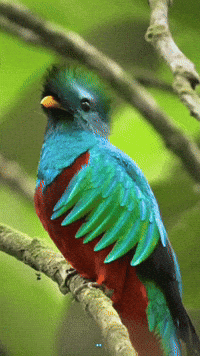 Guatemala Maya GIF