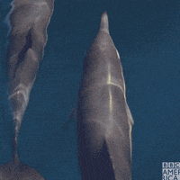 Natures Great Events Swim GIF by BBC America