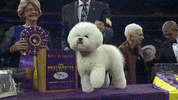 westminster dog show flynn GIF by Westminster Kennel Club