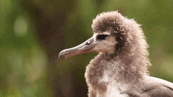 Everything Is Fine Bird GIF by U.S. Fish and Wildlife Service