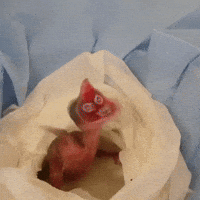Hungry Bird GIF by San Diego Zoo Wildlife Alliance
