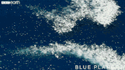blue planet ocean GIF by BBC Earth
