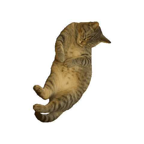 Catbelly Sticker by Lasca Fox