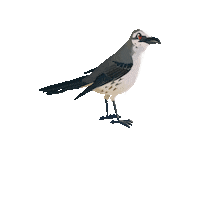 Bird Branco Sticker by Projeto Marsupiais