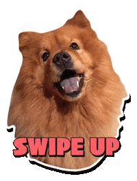 swipe up chow chow Sticker