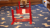 GIF by The Dodo
