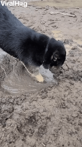 Doggy Dives Face First Into Mud Puddle GIF by ViralHog