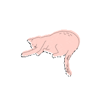 Cat Zi Sticker by isleep