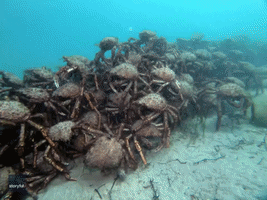Hordes of Giant Spider Crabs Pile Up on Sea Floor in Port Phillip Bay