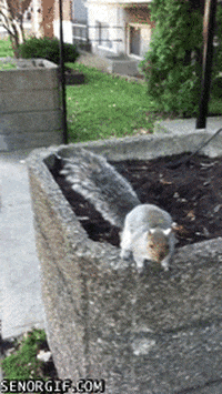 attack squirrel GIF by Cheezburger