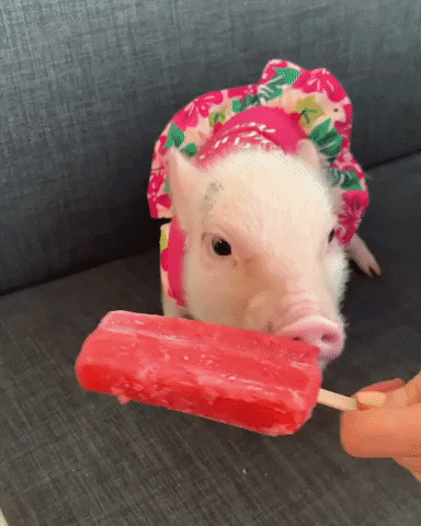 cuteanimalland giphyupload GIF