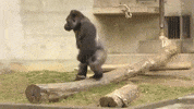 Great Ape Zoo GIF