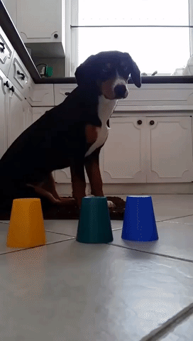 Adorable Puppy Sniffs Out Treat While Playing Cup Game