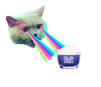 Cat Love Sticker by Olay