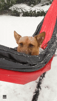 Just Chilling: Dog Enjoys the Snow in Washington as She Swings in Hammock