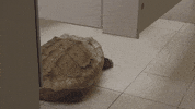 office pet GIF by Diply