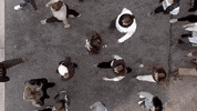 lehighu fall university crew campus GIF