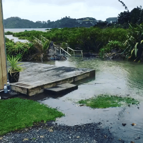 Young Child and a Few Dogs Make the Best of Flooding on North Island