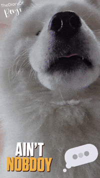 Dog Waiting GIF