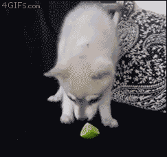 lemon GIF