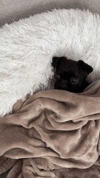 ouionestudio jomo joy of missing out awkward dog oui one studio GIF