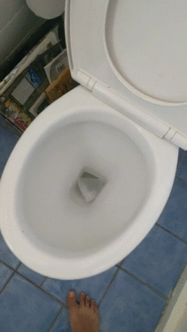 toilet rat GIF